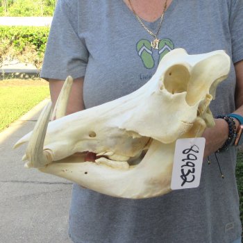 African Warthog Skull with 8" Ivory Tusks 