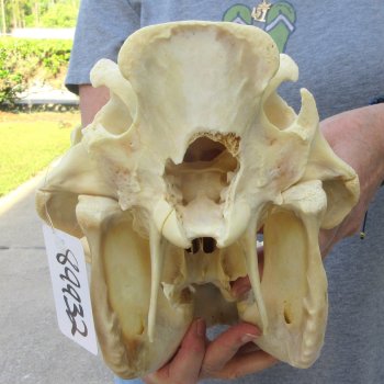 African Warthog Skull with 8" Ivory Tusks 