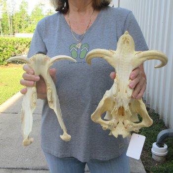 African Warthog Skull with 8" Ivory Tusks 