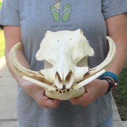 African Warthog Skull with 8" Ivory Tusks 