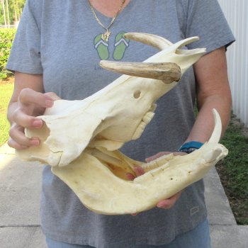 African Warthog Skull with 8" Ivory Tusks 