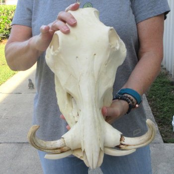 African Warthog Skull with 8" Ivory Tusks 