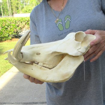 African Warthog Skull with 8" Ivory Tusks 