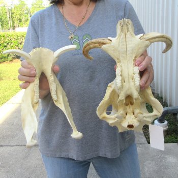 African Warthog Skull with 8" Ivory Tusks 