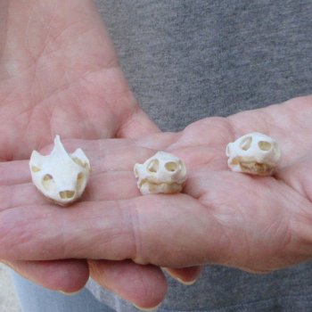 Three piece Eastern Mud Turtle Skull 1 inch