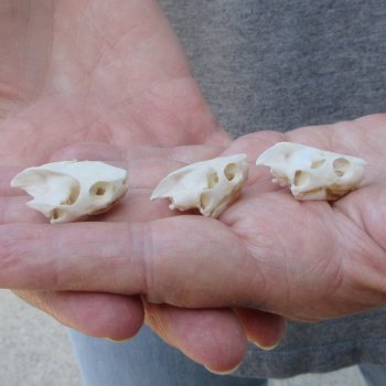 Three piece Eastern Mud Turtle Skull 1 inch