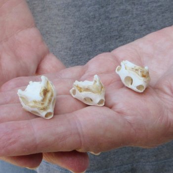 Three piece Eastern Mud Turtle Skull 1 inch