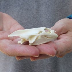 Soft Shell Turtle S...