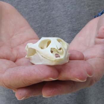 Soft Shell Turtle Skull 2-3/4 inches 