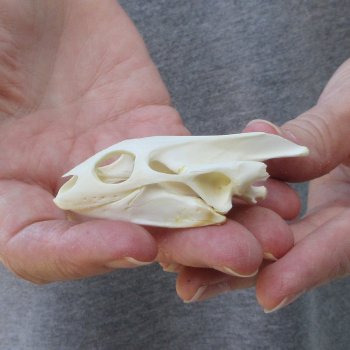 Soft Shell Turtle Skull 2-3/4 inches 