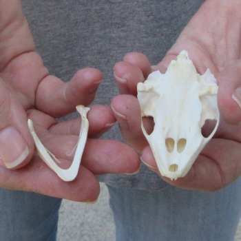Soft Shell Turtle Skull 2-3/4 inches 