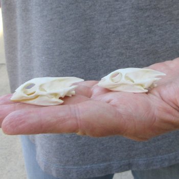 Two piece Soft Shell Turtle Skull 1-3/4 inches 