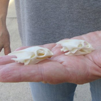 Two piece Soft Shell Turtle Skull 1-3/4 inches 