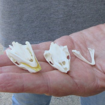 Two piece Soft Shell Turtle Skull 1-3/4 inches 