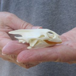 Soft Shell Turtle S...