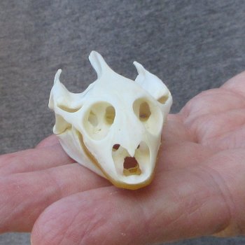 Soft Shell Turtle Skull 2-1/2 inches 