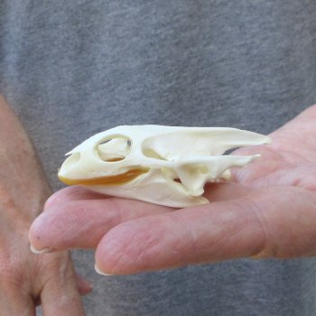 Soft Shell Turtle Skull 2-1/2 inches 