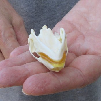 Soft Shell Turtle Skull 2-1/2 inches 