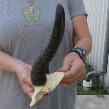  B-Grade Male Springbok Skull Plate with 9-1/4" & 10-3/4" Horns