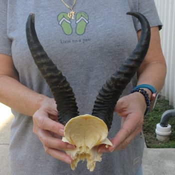  B-Grade Male Springbok Skull Plate with 9-1/4" & 10-3/4" Horns