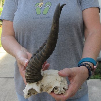  B-Grade Male Springbok Skull Plate with 10-1/4" Horns