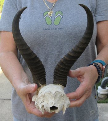  B-Grade Male Springbok Skull Plate with 10-1/4" Horns