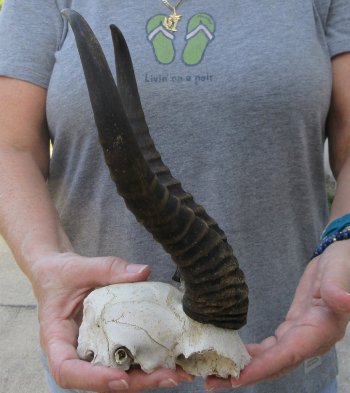 B-Grade Male Springbok Skull Plate with 10-1/4" Horns