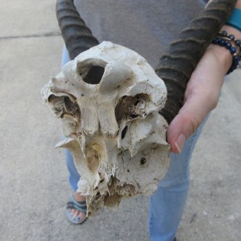  B-Grade Male Springbok Skull Plate with 10-1/4" Horns