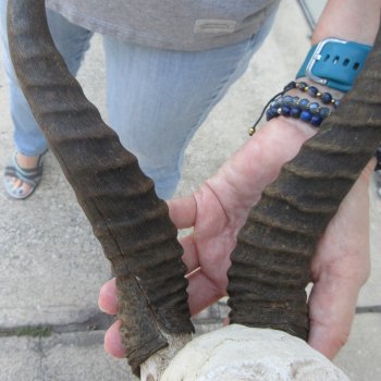  B-Grade Male Springbok Skull Plate with 10-1/4" Horns