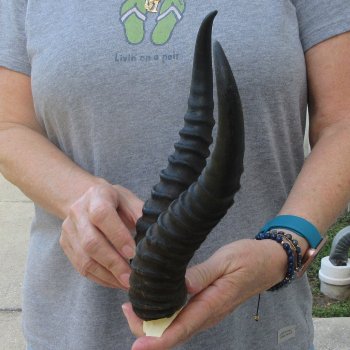  B-Grade Male Springbok Skull Plate with 11" Horns
