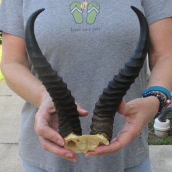  B-Grade Male Springbok Skull Plate with 11" Horns