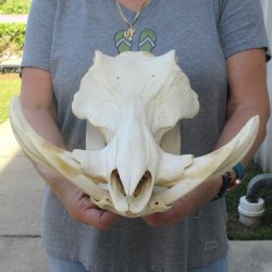 African Warthog Skull with 8" Ivory Tusks 