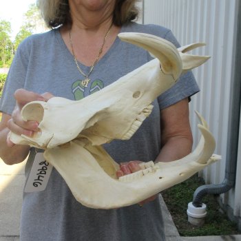 African Warthog Skull with 8" Ivory Tusks 