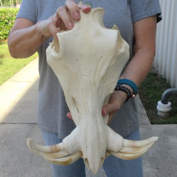 African Warthog Skull with 8" Ivory Tusks 
