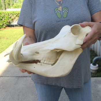 African Warthog Skull with 8" Ivory Tusks 