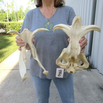African Warthog Skull with 8" Ivory Tusks 