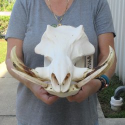 African Warthog Skull with 8" Ivory Tusks 