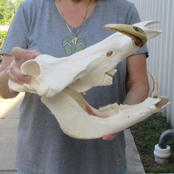 African Warthog Skull with 8" Ivory Tusks 
