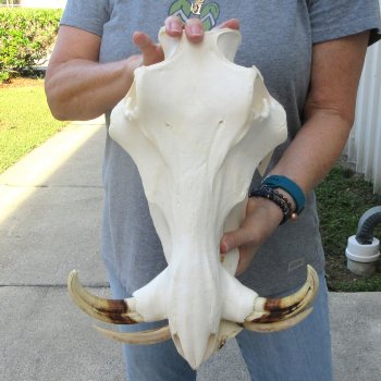 African Warthog Skull with 8" Ivory Tusks 