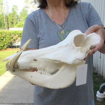 African Warthog Skull with 8" Ivory Tusks 