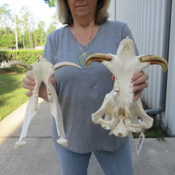 African Warthog Skull with 8" Ivory Tusks 