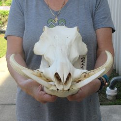 African Warthog Skull with 8-1/2" Ivory Tusks 