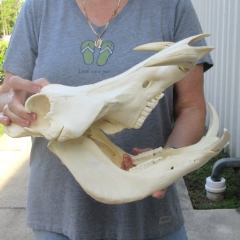 African Warthog Skull with 8-1/2" Ivory Tusks 