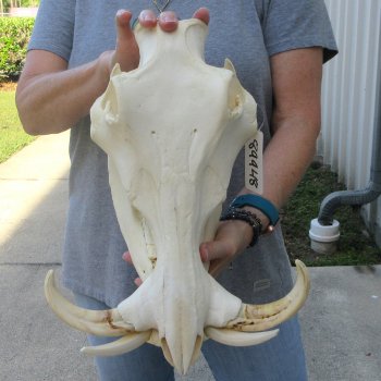 African Warthog Skull with 8-1/2" Ivory Tusks 