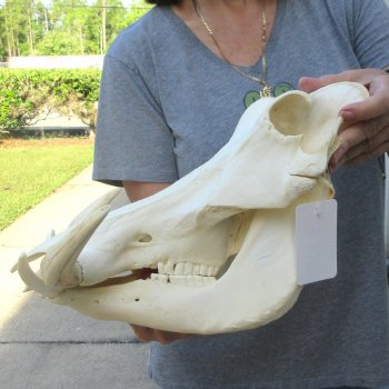 African Warthog Skull with 8-1/2" Ivory Tusks 