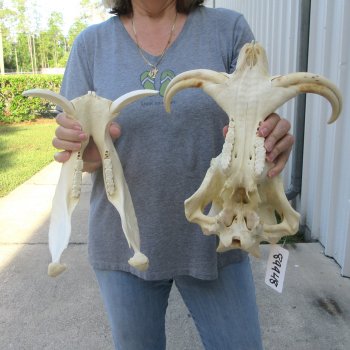 African Warthog Skull with 8-1/2" Ivory Tusks 