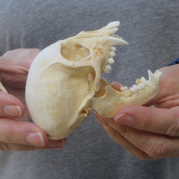 3-1/2" Slight B-Grade Female African Vervet Monkey Skull  (CITES P-000044854)