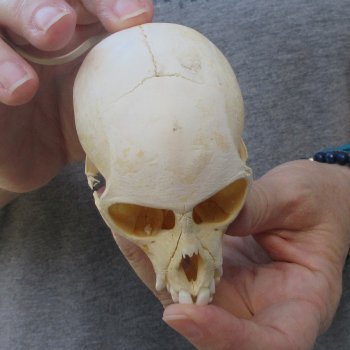 3-1/2" Slight B-Grade Female African Vervet Monkey Skull  (CITES P-000044854)