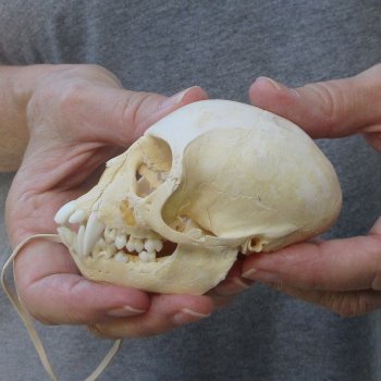 3-1/2" Slight B-Grade Female African Vervet Monkey Skull  (CITES P-000044854)