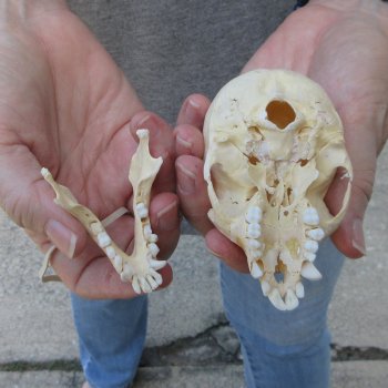 3-1/2" Slight B-Grade Female African Vervet Monkey Skull  (CITES P-000044854)